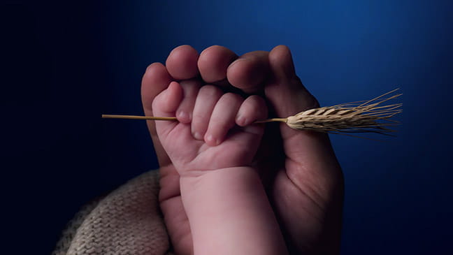 sustainability - adult and baby hands holding wheat