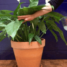 How to Feed Your Plants: Pasta Water