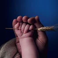 Adult holding baby's hand with stalk of wheat