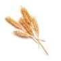 Sêmola integral de trigo duro