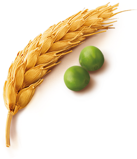 Wheat