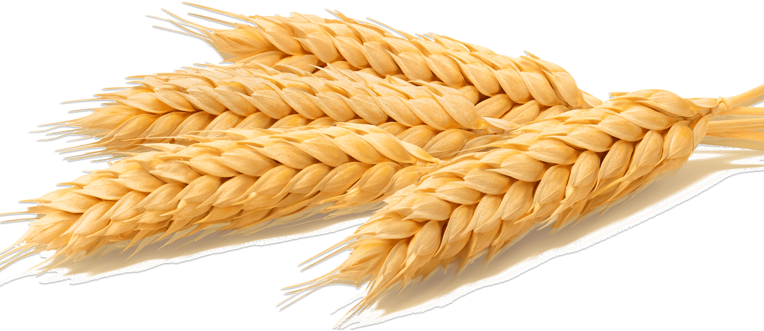 Wheat Comparison