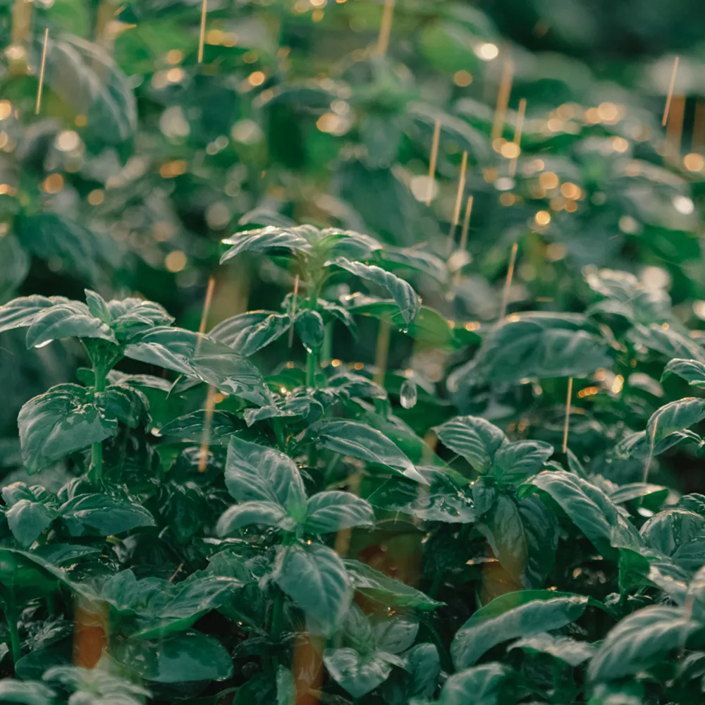 zoom sur les plantes