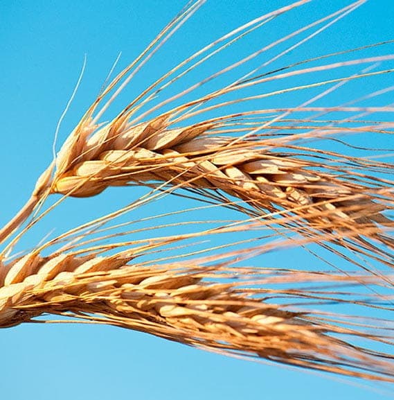Wheat | GEEU-2KJgNDRD1hT2sbldSeP1iR