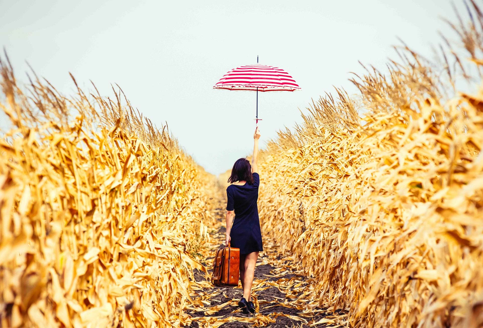 Wheat field | GEEU-5f5OuAJSPk7c4BY8fQuPkS