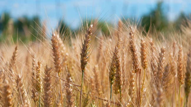 Barilla Wheat Field
